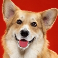 Poduszka z corgi