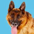 Poduszka z owczarkiem